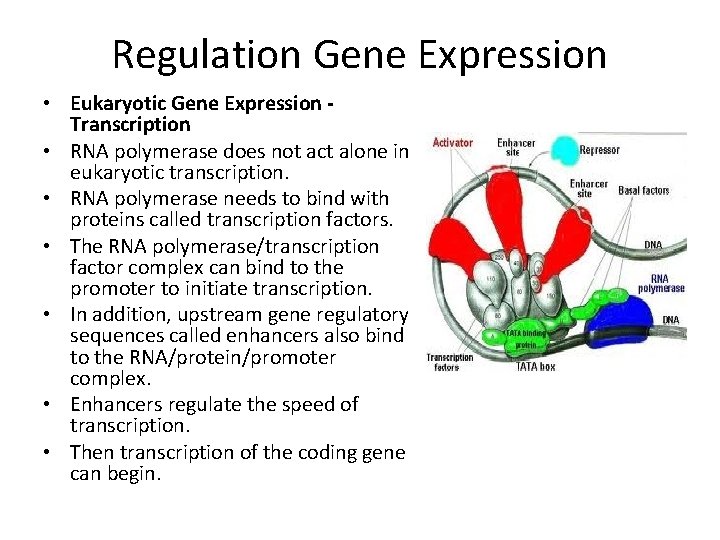 Regulation Gene Expression • Eukaryotic Gene Expression Transcription • RNA polymerase does not act