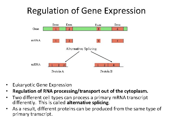 Regulation of Gene Expression • Eukaryotic Gene Expression • Regulation of RNA processing/transport out