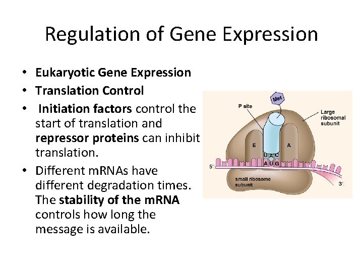 Regulation of Gene Expression • Eukaryotic Gene Expression • Translation Control • Initiation factors