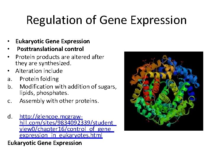 Regulation of Gene Expression • Eukaryotic Gene Expression • Posttranslational control • Protein products