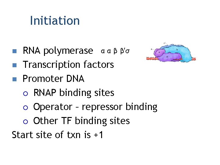 Initiation RNA polymerase α α β β’σ n Transcription factors n Promoter DNA ¡