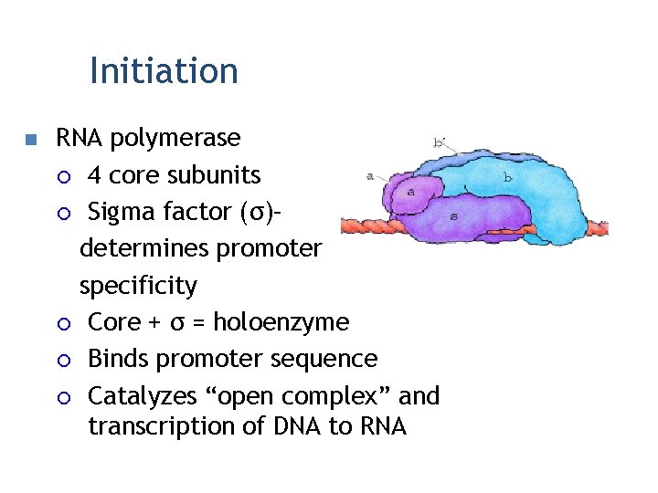 Initiation n RNA polymerase ¡ 4 core subunits ¡ Sigma factor (σ)– determines promoter