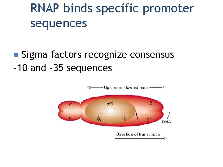 RNAP binds specific promoter sequences Sigma factors recognize consensus -10 and -35 sequences n