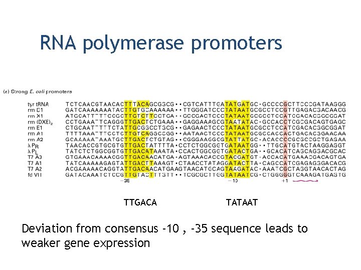 RNA polymerase promoters TTGACA TATAAT Deviation from consensus -10 , -35 sequence leads to