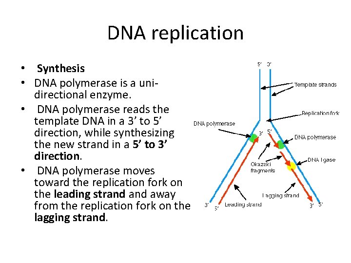 DNA replication • Synthesis • DNA polymerase is a unidirectional enzyme. • DNA polymerase