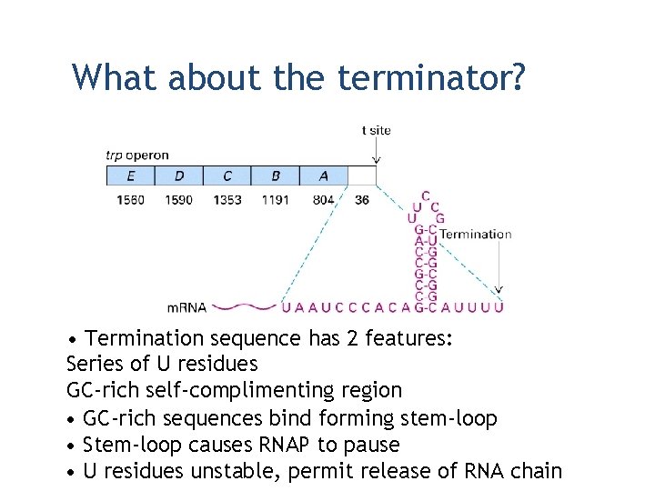 What about the terminator? • Termination sequence has 2 features: Series of U residues