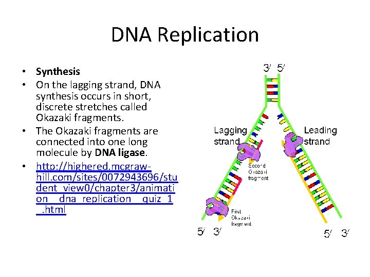 DNA Replication • Synthesis • On the lagging strand, DNA synthesis occurs in short,