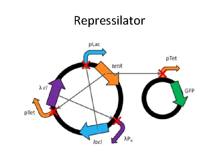 Repressilator 