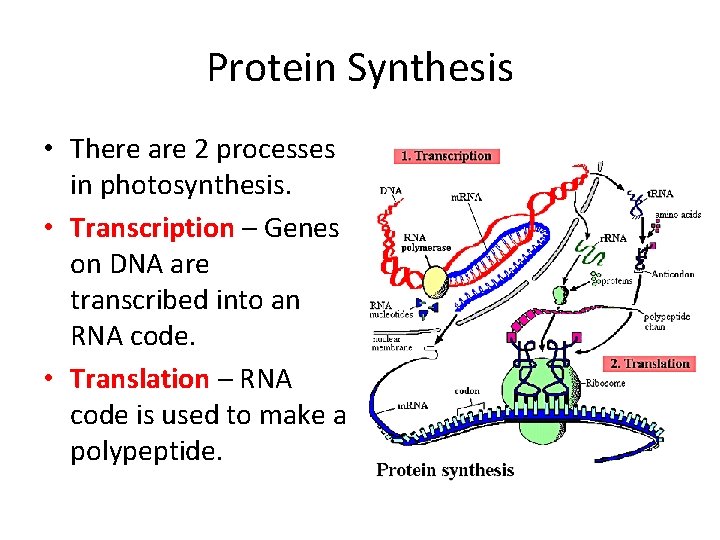 Protein Synthesis • There are 2 processes in photosynthesis. • Transcription – Genes on