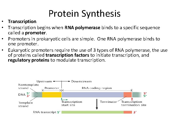 Protein Synthesis • Transcription begins when RNA polymerase binds to a specific sequence called