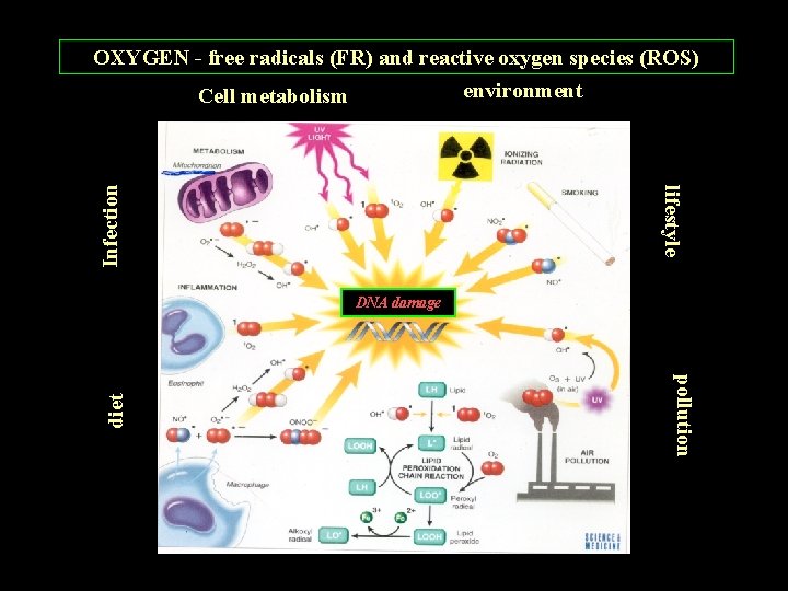 lifestyle Infection OXYGEN - free radicals (FR) and reactive oxygen species (ROS) environment Cell