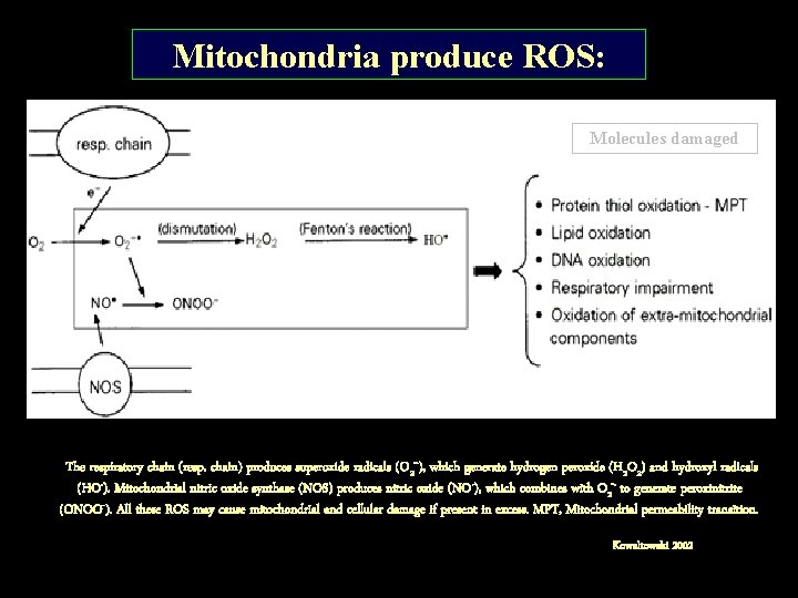 Mitochondria produce ROS: Molecules damaged The respiratory chain (resp. chain) produces superoxide radicals (O
