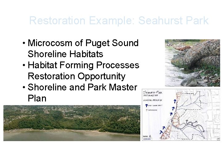 Restoration Example: Seahurst Park • Microcosm of Puget Sound Shoreline Habitats • Habitat Forming