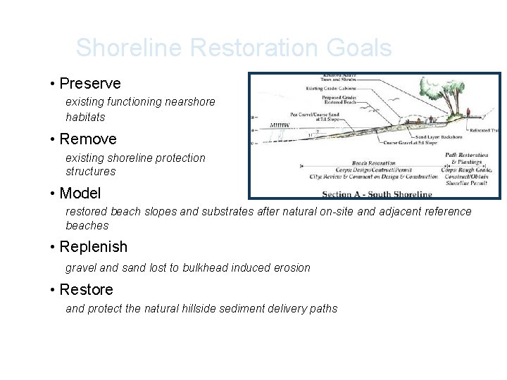 Shoreline Restoration Goals • Preserve existing functioning nearshore habitats • Remove existing shoreline protection