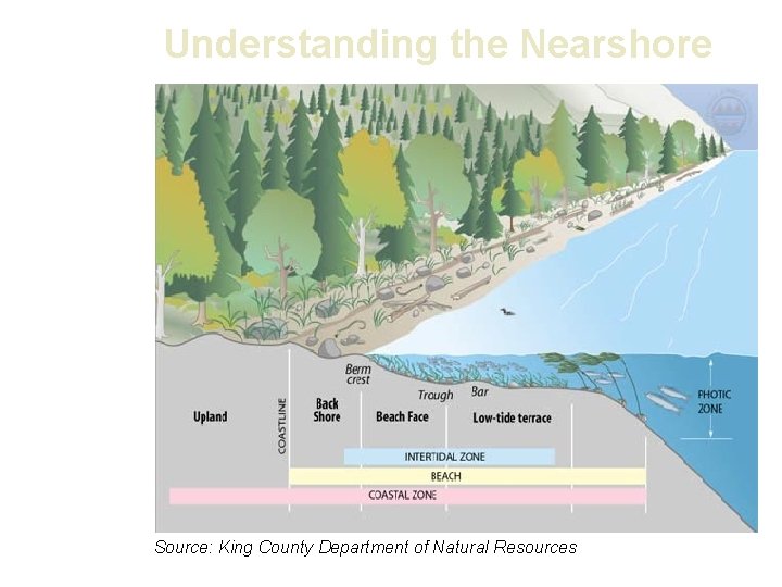 Understanding the Nearshore Source: King County Department of Natural Resources 