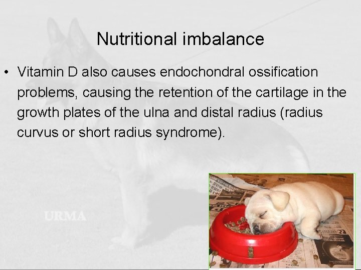Nutritional imbalance • Vitamin D also causes endochondral ossification problems, causing the retention of