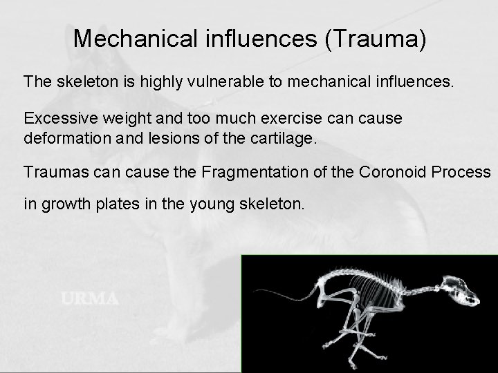 Mechanical influences (Trauma) • The skeleton is highly vulnerable to mechanical influences. Excessive weight