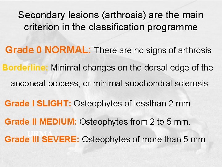 Secondary lesions (arthrosis) are the main criterion in the classification programme Grade 0 NORMAL: