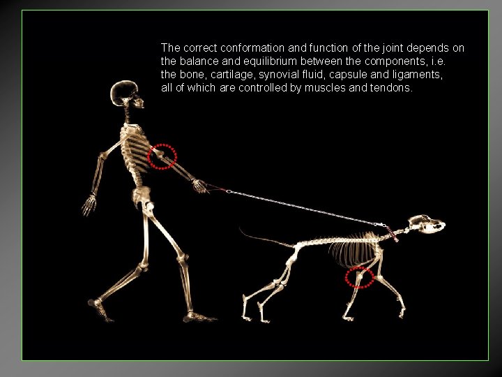 The correct conformation and function of the joint depends on the balance and equilibrium