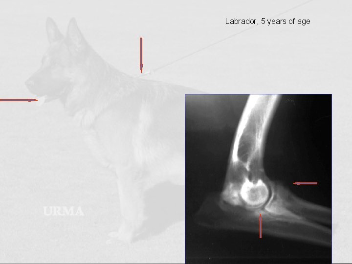 Labrador, 5 years of age 03/10/2020 