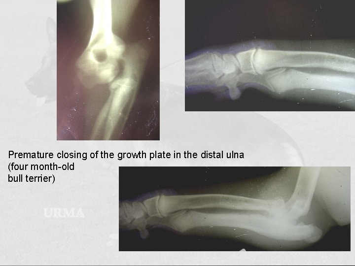Premature closing of the growth plate in the distal ulna (four month-old bull terrier)