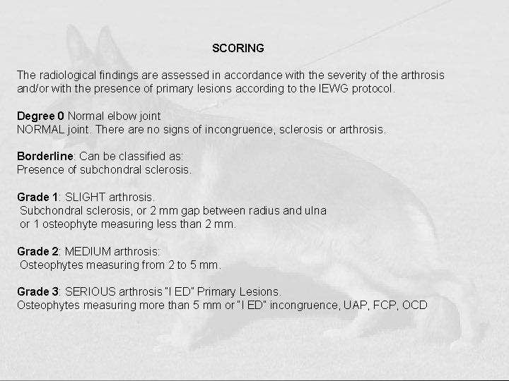 SCORING The radiological findings are assessed in accordance with the severity of the arthrosis