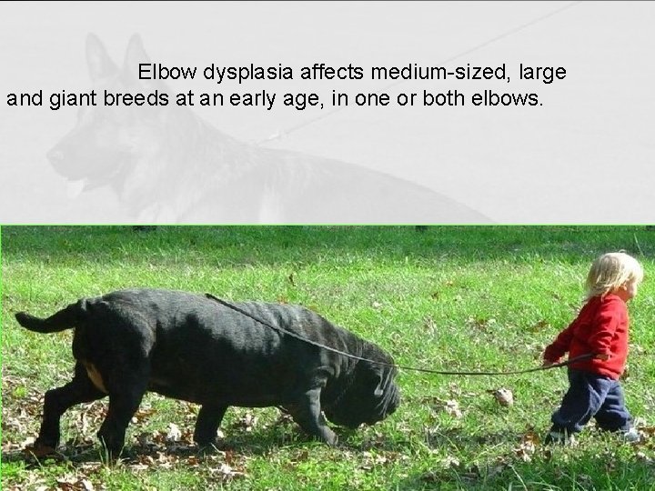 Elbow dysplasia affects medium-sized, large and giant breeds at an early age, in one