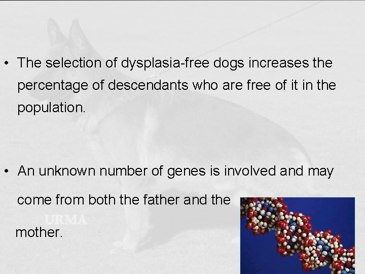  • The selection of dysplasia-free dogs increases the percentage of descendants who are