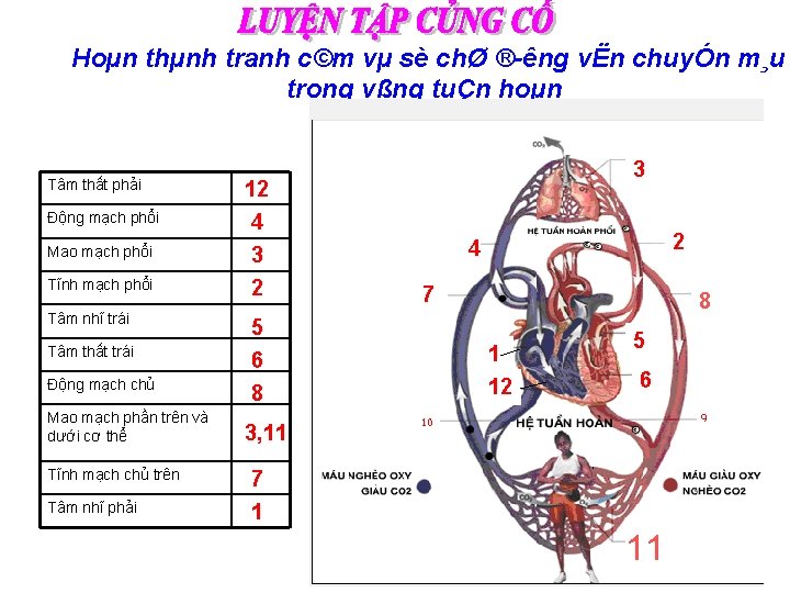 Hoµn thµnh tranh c©m vµ sè chØ ® êng vËn chuyÓn m¸u trong vßng