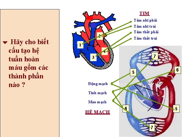 TIM Hãy cho biết cấu tạo hệ tuần hoàn máu gồm các thành phần