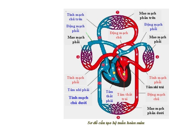 Mao mạch phần trên 9 Tĩnh mạch chủ trên Động mạch phổi Động mạch