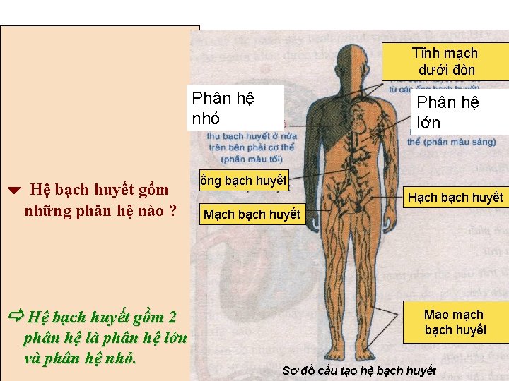 Tĩnh mạch dưới đòn Phân hệ nhỏ Hệ bạch huyết gồm những phân hệ