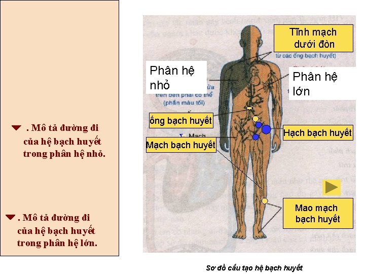 Tĩnh mạch dưới đòn Phân hệ nhỏ Hạch bạch huyết . Mô tả đường