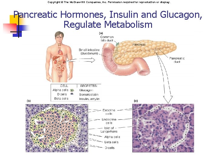 Copyright © The Mc. Graw-Hill Companies, Inc. Permission required for reproduction or display. Pancreatic
