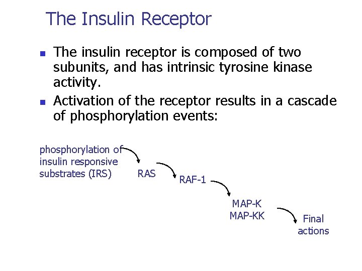 The Insulin Receptor n n The insulin receptor is composed of two subunits, and