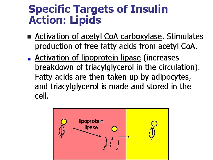 Specific Targets of Insulin Action: Lipids n Activation of acetyl Co. A carboxylase. Stimulates