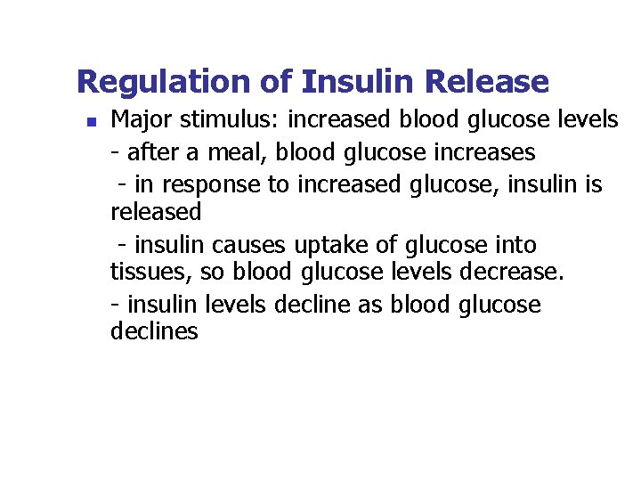 Regulation of Insulin Release n Major stimulus: increased blood glucose levels - after a