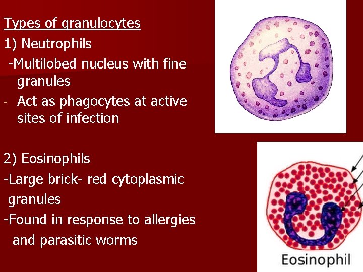 Types of granulocytes 1) Neutrophils -Multilobed nucleus with fine granules - Act as phagocytes
