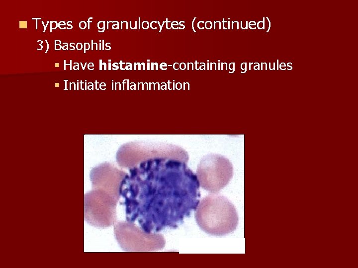 n Types of granulocytes (continued) 3) Basophils § Have histamine-containing granules § Initiate inflammation