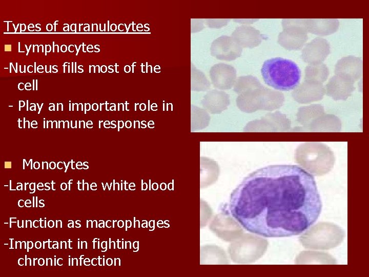 Types of agranulocytes n Lymphocytes -Nucleus fills most of the cell - Play an