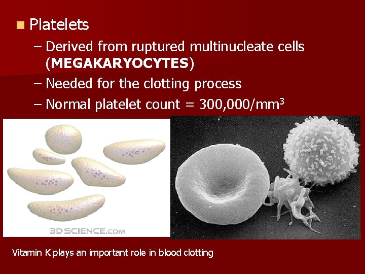 n Platelets – Derived from ruptured multinucleate cells (MEGAKARYOCYTES) – Needed for the clotting