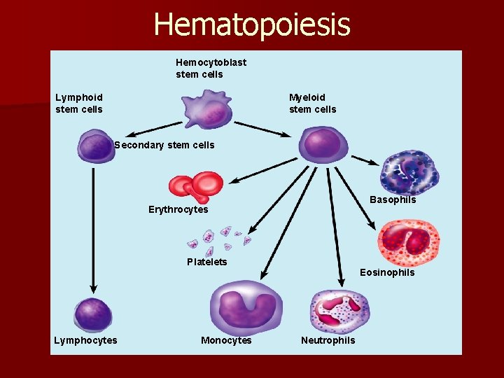 Hematopoiesis Hemocytoblast stem cells Lymphoid stem cells Myeloid stem cells Secondary stem cells Basophils