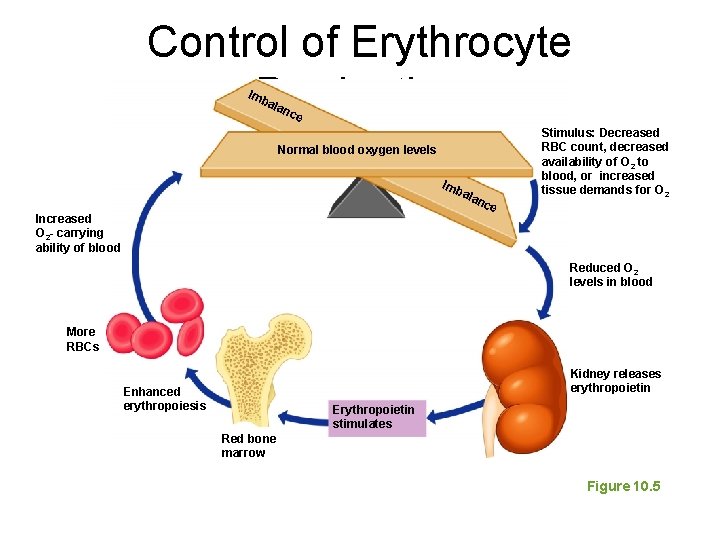 Control of Erythrocyte Production Imb ala nce Normal blood oxygen levels Imb ala Increased