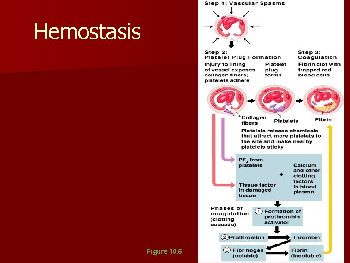 Hemostasis Figure 10. 6 