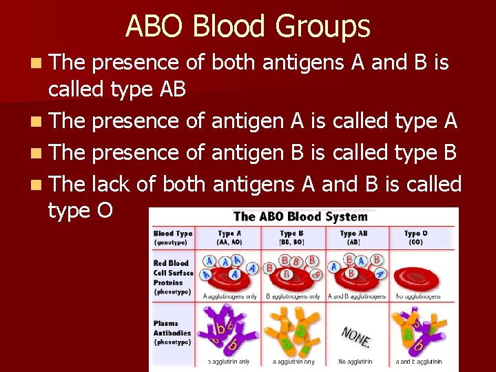 ABO Blood Groups n The presence of both antigens A and B is called