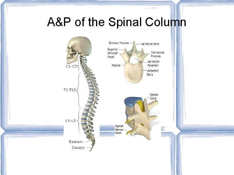 A&P of the Spinal Column 