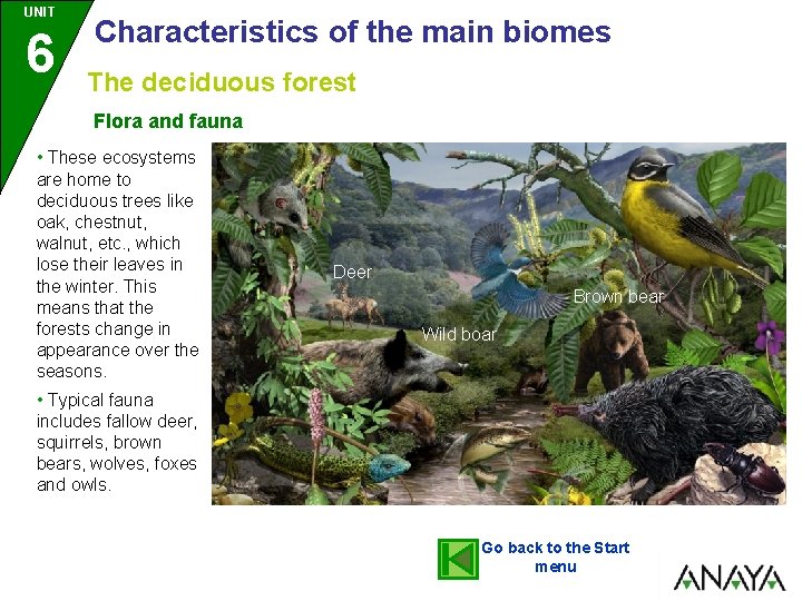 UNIT 6 Characteristics of the main biomes The deciduous forest Flora and fauna •