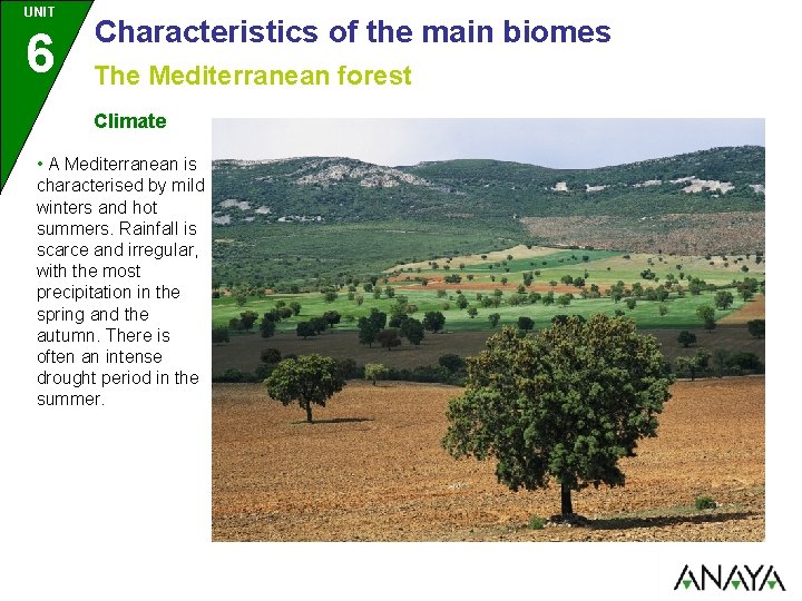 UNIT 6 Characteristics of the main biomes The Mediterranean forest Climate • A Mediterranean