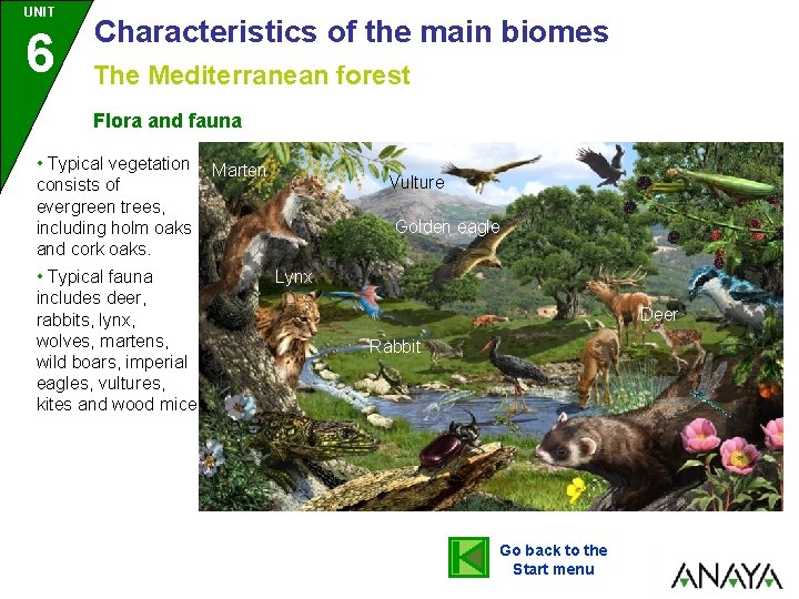 UNIT 6 Characteristics of the main biomes The Mediterranean forest Flora and fauna •