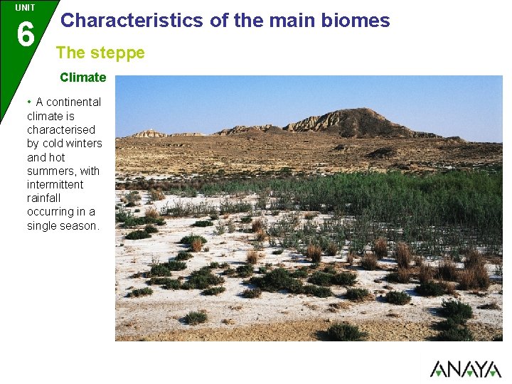 UNIT 6 Characteristics of the main biomes The steppe Climate • A continental climate